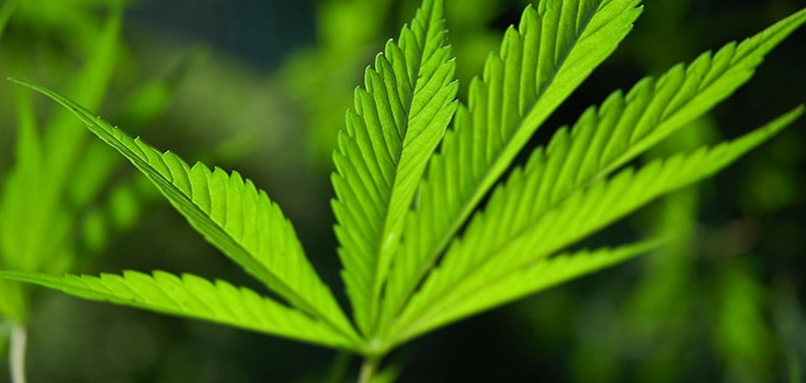 New Study: Vaporized Marijuana is a Safe and Effective Pain Treatment
