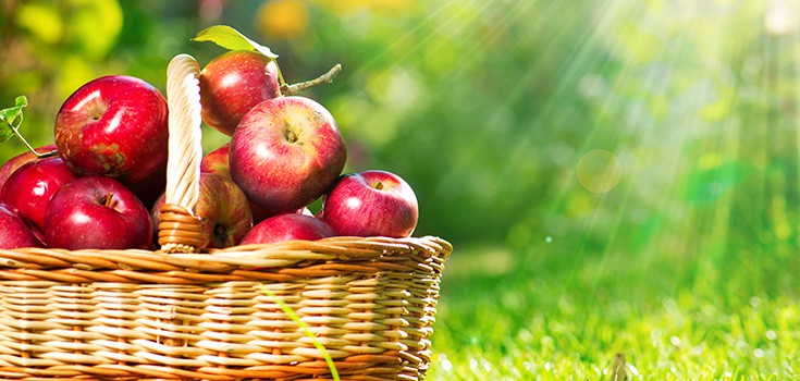 Study: Apple Extract Kills Cancer Cells, Rivals Common Chemo Drugs?
