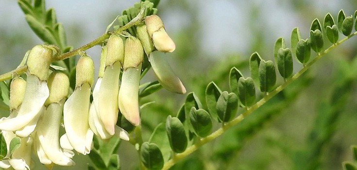 Boost Immune Function, Slow Aging and More with Astragalus