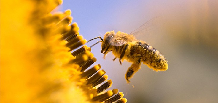 Bee Pollen Benefits: One of Nature’s Perfect Foods