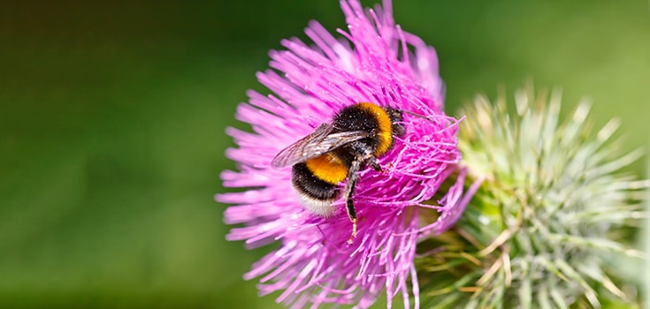 EU Announces Potential Ban on Neonicotinoid Pesticides Linked to Bee Deaths, Environmental Collapse