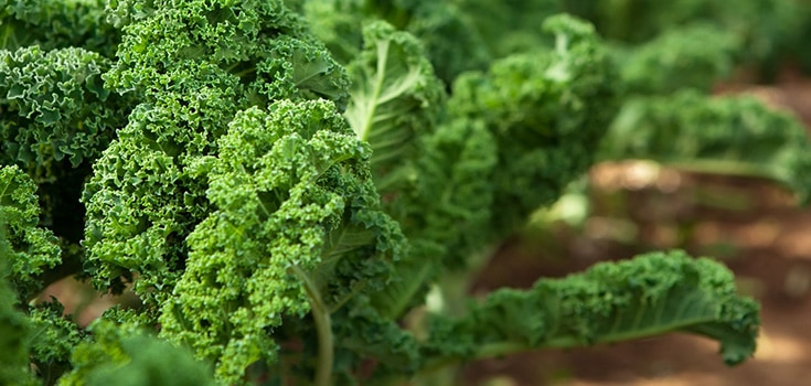 Kale: A Green Nutritional Powerhouse Everyone Should Eat