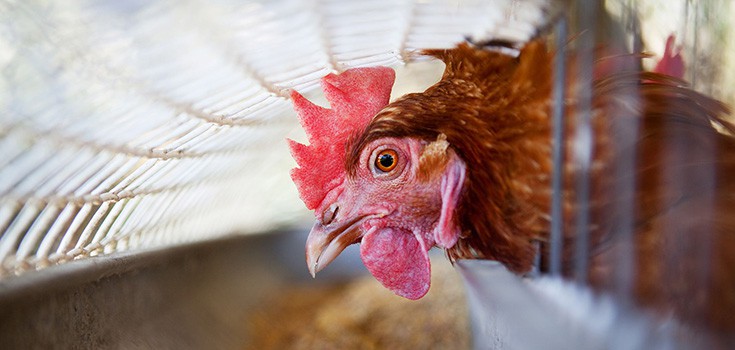 Conventional Chicken Found to Contain Concerning Levels of Arsenic Due to Antibiotics
