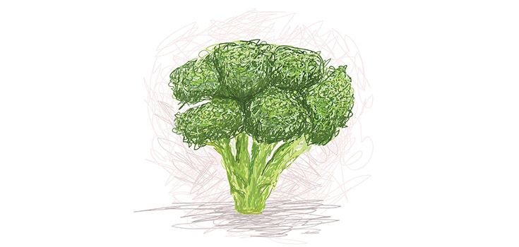 broccoli drawing