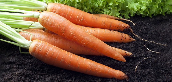 carrots in garden