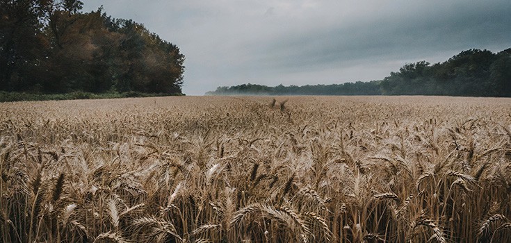 USDA Alert: Genetically Modified Wheat Escapes Test Fields