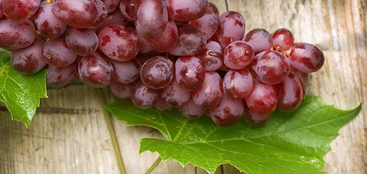 Compound in Grapes Found to Reverse Kidney Disease