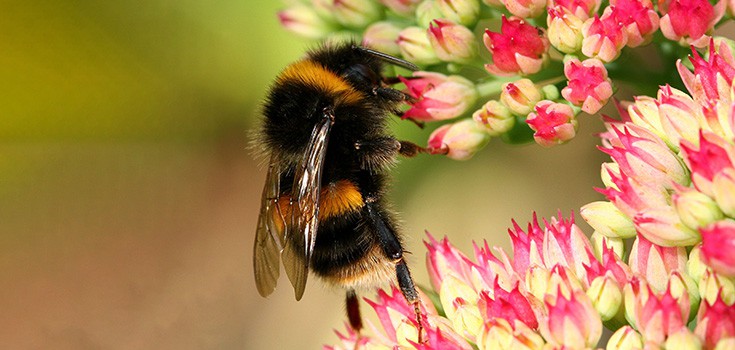 Bioelectromagnetics: Bees & Flowers Communicate Using Electrical Fields, Scientists Find