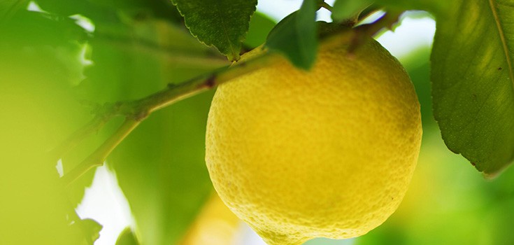 lemon in tree
