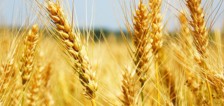 Monsanto Blames GM Wheat Contamination on Activists