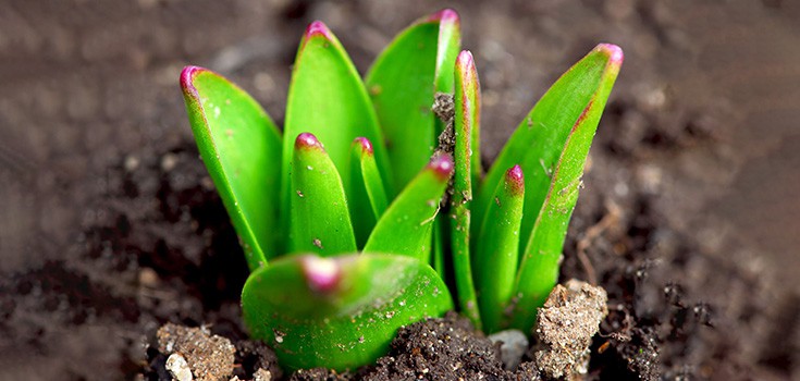 Start Sprouting to Receive up to 900% More Nutrition from Your Food