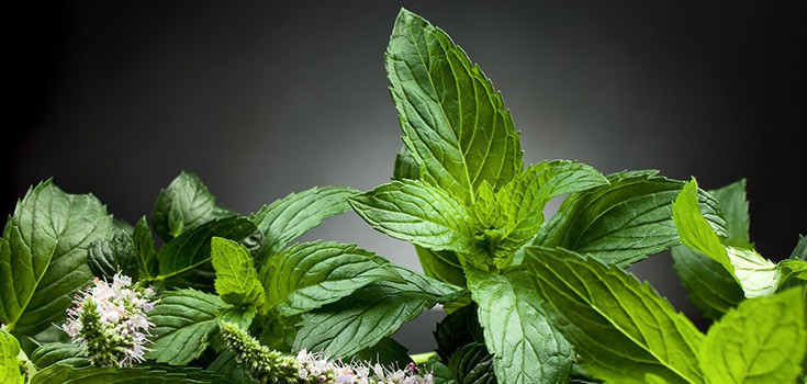 Past Research Finds Mint to Protect Against Cancer and Radiation