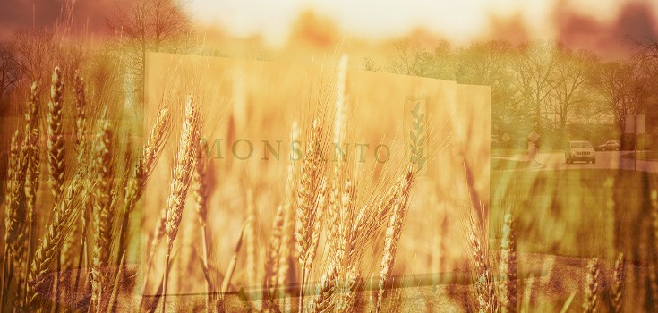 usda monsanto wheat experiment