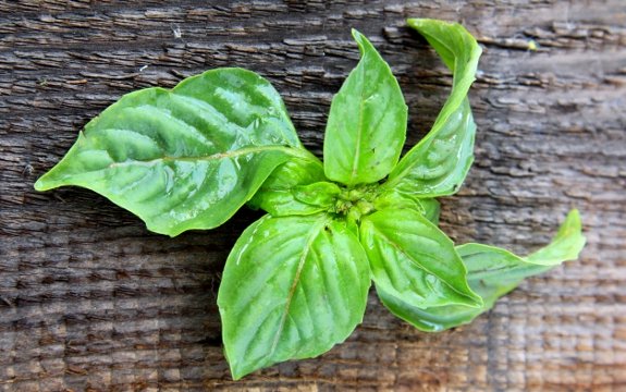 Boosting Health with Basil: 7 Great Health Benefits of a Common Herb