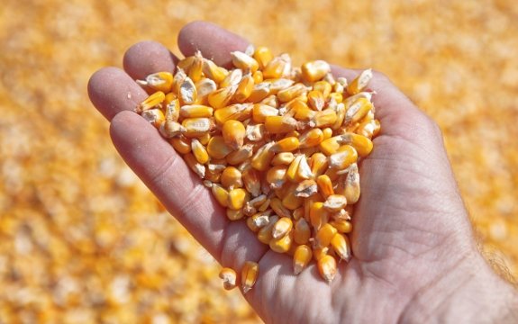 Italy to Ban Monsanto GMO Corn with 80% Public Support