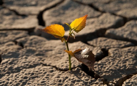 Mother Nature Sticks It to Monsanto with Drought