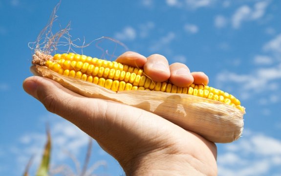 Could Trade Agreement Whittle Away Europe’s GMO Regulations?