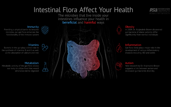 gut flora infographic