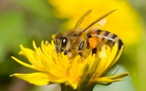 bee pollinating