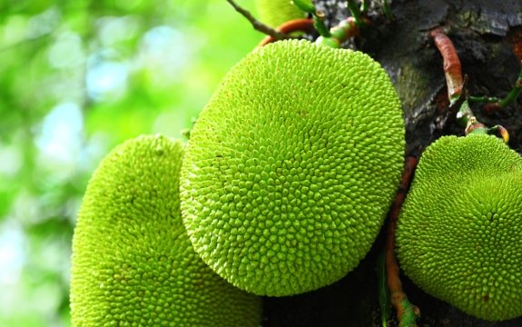 Jackfruit Benefits: 12 Reasons to Eat and Love Jackfruit