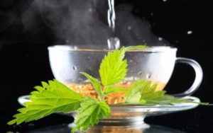 nettle tea