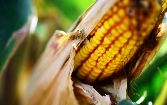 Illegal GMO Corn Expelled over a Decade Ago Contaminates Saudi Arabian Crops