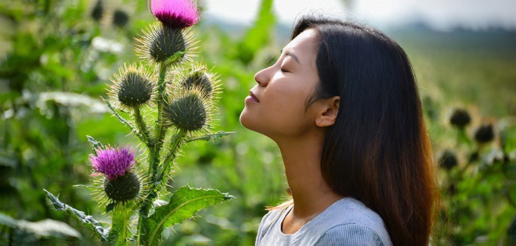 How Milk Thistle can Fight Skin Cancer and Photoaging