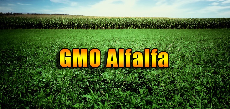 gmo alfalfa field
