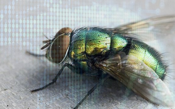 Thousands of Genetically Modified Insects Set For Release