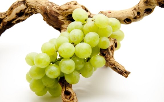 Oregon grape