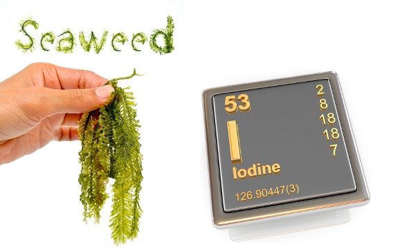iodine seaweed