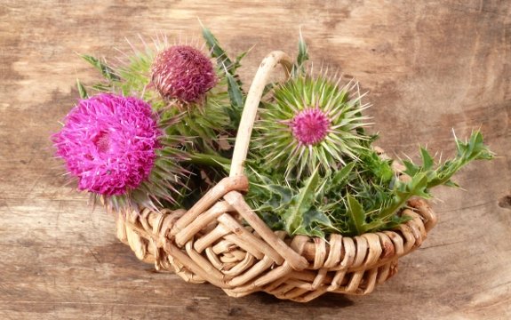 Beyond Liver Support: Milk Thistle Shows Promise as Cancer Therapy