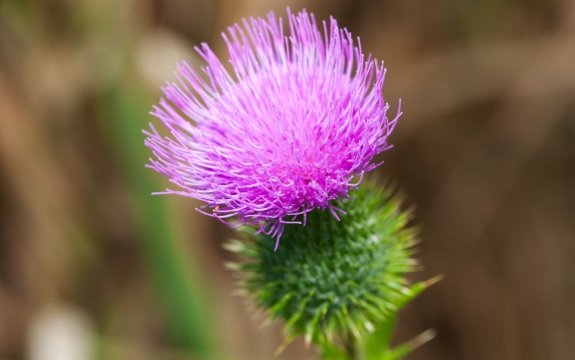 Milk Thistle a Proven Cancer-Fighter and Liver-Supporter