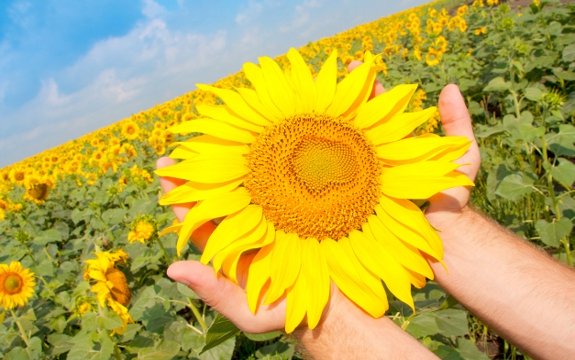 11 Reasons to Grow & Eat Sunflower Greens