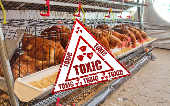 toxic animal feed
