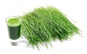 barley grass