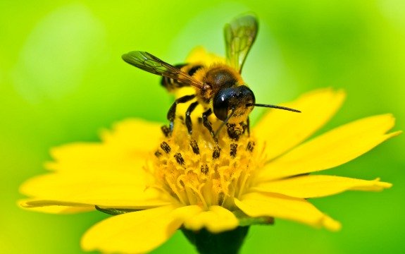 Bee Pollen: 50/1000th of a Millimeter Particle is a Complete Superfood