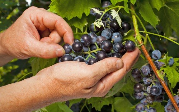 Grape Seed Extract Superior to Anti-Diabetes Drug in Recent Study