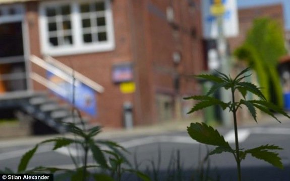 Cannabis Plants Pop up All Over Germany as Form of Protest