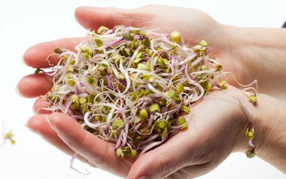 Broccoli Sprouts Have 50 Times the Anti-Cancer Properties of Broccoli