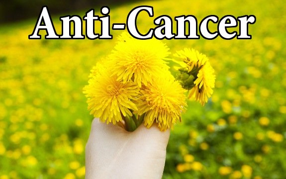 Beyond Liver Health: Dandelion has Serious Anti-Cancer Properties