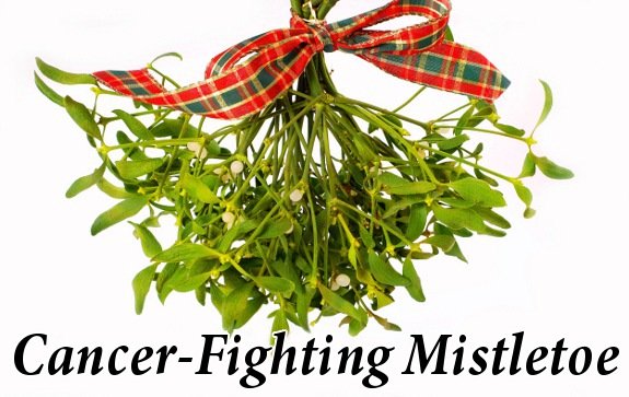 ‘Tis the Season: Mistletoe Extract Doubles Survival Rates of Cancer Patients