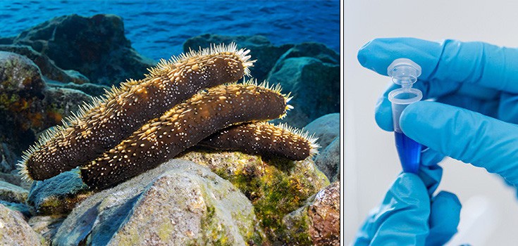 sea cucumbers and frondoside A compound