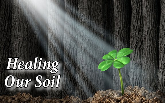 4 Ways to Heal and Replenish our Damaged Soil and Food Supply