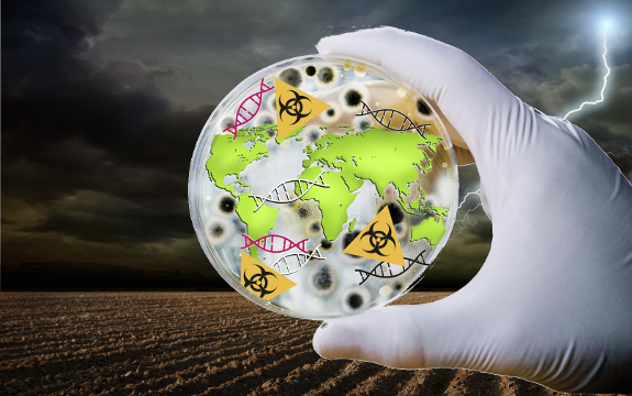 Transgene Escape: GMOs Spreading Uncontrollably Around the World