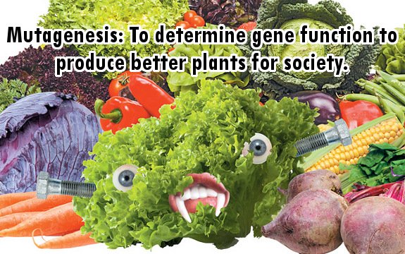 Mutagenesis and Mutant Vegetables: More Dangerous than GMOs?