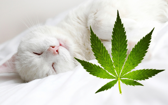 Medical Marijuana Aids Dying Pets Back to Health, Individuals Report