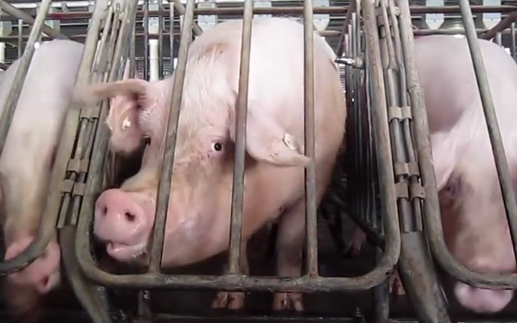 Tyson: Big Ag Corp. Practicing Animal Cruelty Calls for More Space for Animals