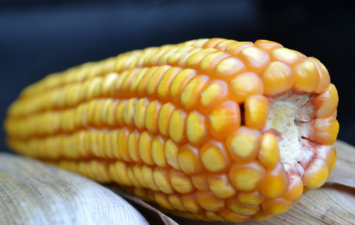 China Blames Smuggled U.S. GMO Corn for Crop Failure