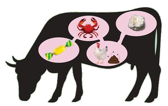 Cows Eat What?! 6 Surprising Things Fed to US Cows